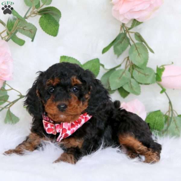 Sophie-F1B, Cavapoo Puppy