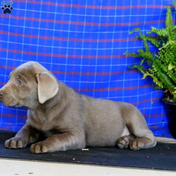 Sparkle, Labrador Mix Puppy