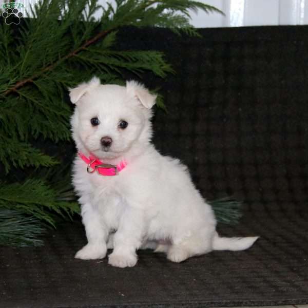 Sparkle, Maltese Puppy