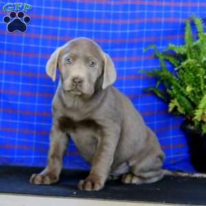 Sparkle, Labrador Mix Puppy