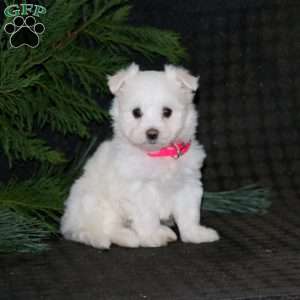 Sparkle, Maltese Puppy