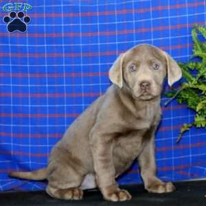 Sparkle, Labrador Mix Puppy