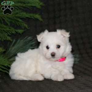 Sparkle, Maltese Puppy