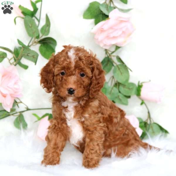 Sparky-F1B, Cavapoo Puppy