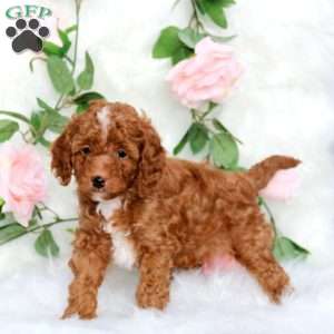 Sparky-F1B, Cavapoo Puppy