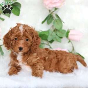 Sparky-F1B, Cavapoo Puppy