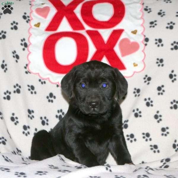 Sparrow, Black Labrador Retriever Puppy