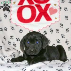 Sparrow, Black Labrador Retriever Puppy