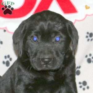 Sparrow, Black Labrador Retriever Puppy