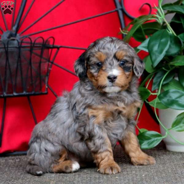 Special, Mini Bernedoodle Puppy