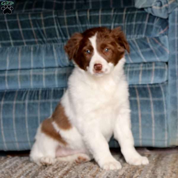 Special, Border Collie Mix Puppy