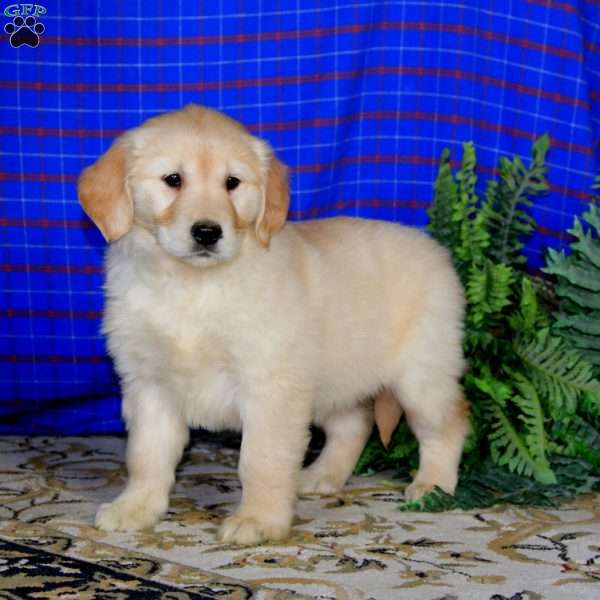 Special, Golden Retriever Puppy