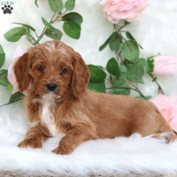 Spencer-F1B, Cavapoo Puppy