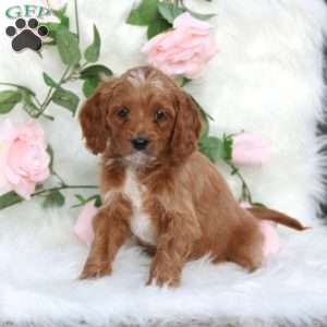 Spencer-F1B, Cavapoo Puppy