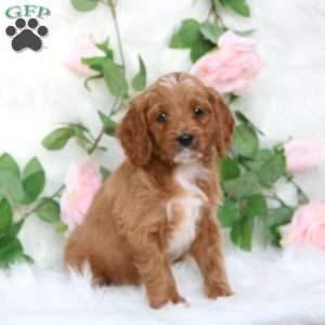 Spencer-F1B, Cavapoo Puppy