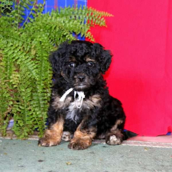 Spice, Miniature Poodle Puppy