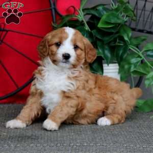 Splash, Mini Bernedoodle Puppy