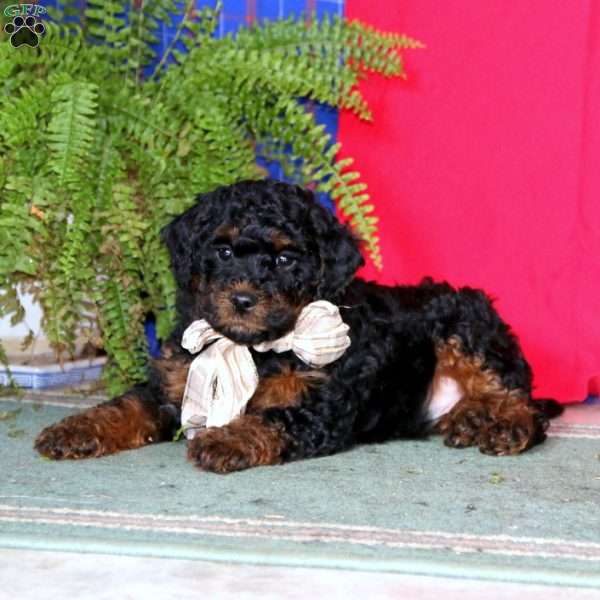 Splash, Miniature Poodle Puppy