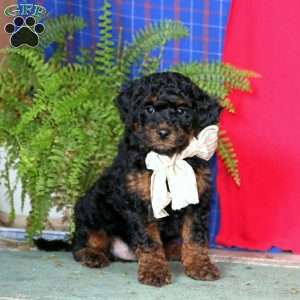 Splash, Miniature Poodle Puppy