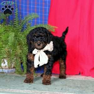 Splash, Miniature Poodle Puppy