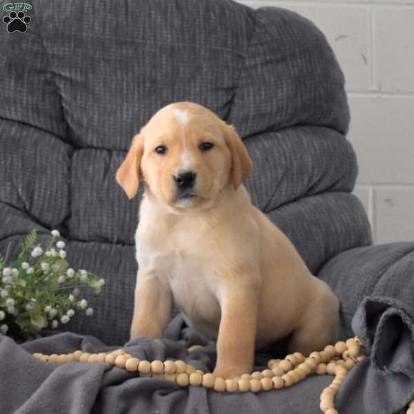 Sporty, Fox Red Labrador Retriever Puppy