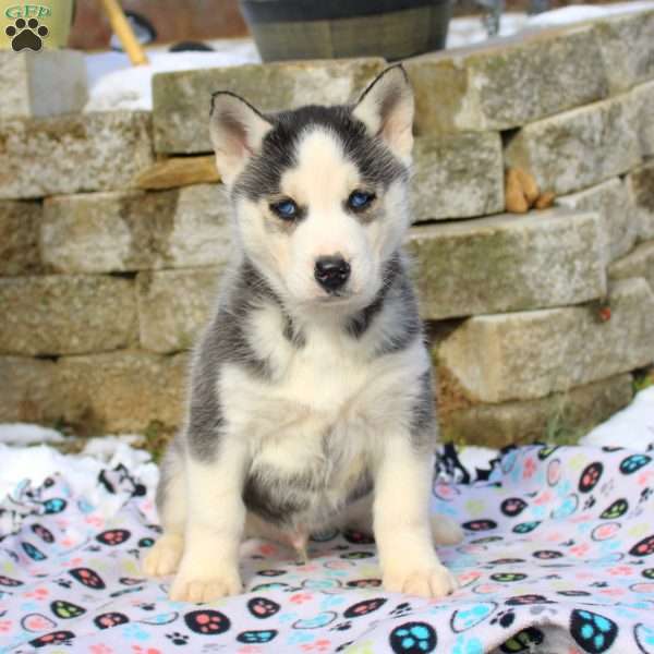 Spot, Siberian Husky Puppy