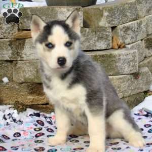 Spot, Siberian Husky Puppy