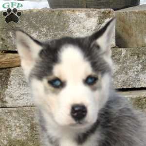 Spot, Siberian Husky Puppy