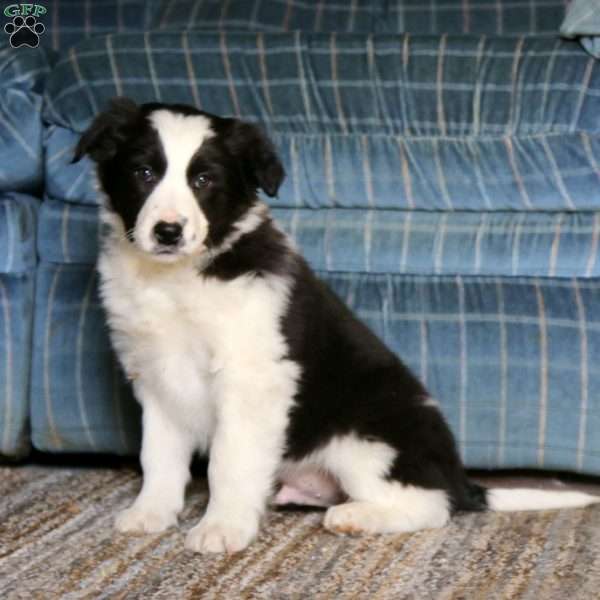 Spot, Border Collie Mix Puppy