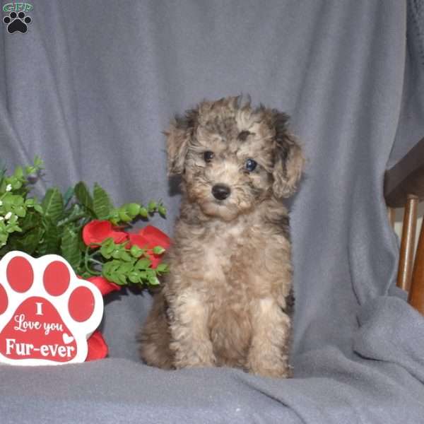 Sprinkles, Miniature Poodle Puppy