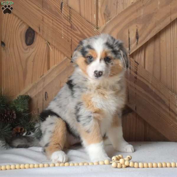 Sprinkles, Australian Shepherd Puppy