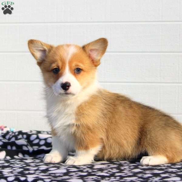 Stan, Pembroke Welsh Corgi Puppy