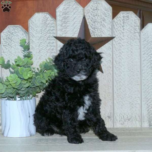 Stanley, Mini Goldendoodle Puppy