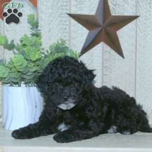 Stanley, Mini Goldendoodle Puppy