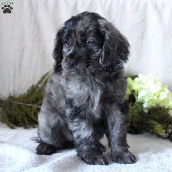 Star, Cocker Spaniel Puppy