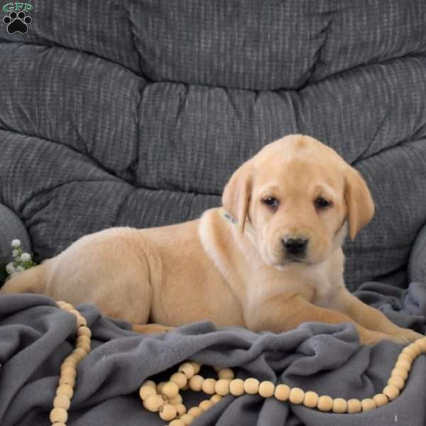 Star, Fox Red Labrador Retriever Puppy