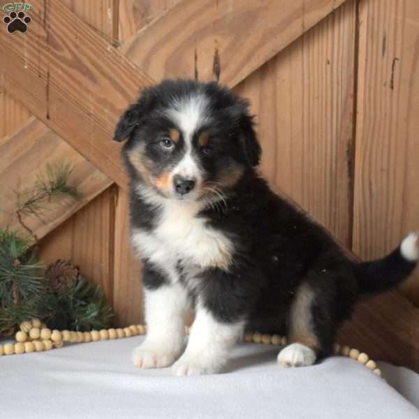 Star, Australian Shepherd Puppy