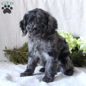 Star, Cocker Spaniel Puppy