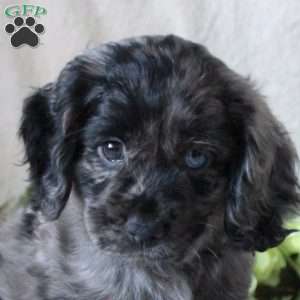 Star, Cocker Spaniel Puppy