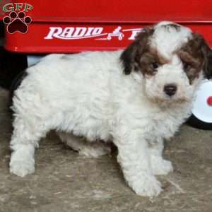Miniature Poodle Mix Puppies For Sale | Greenfield Puppies