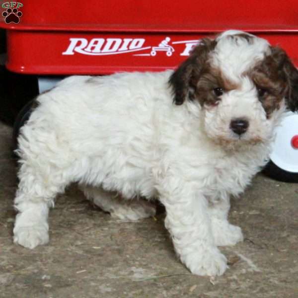 Star, Miniature Poodle Mix Puppy