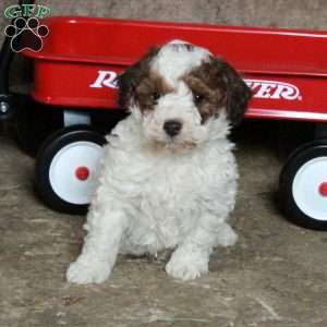 Star, Miniature Poodle Mix Puppy