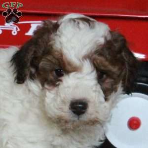 Star, Miniature Poodle Mix Puppy