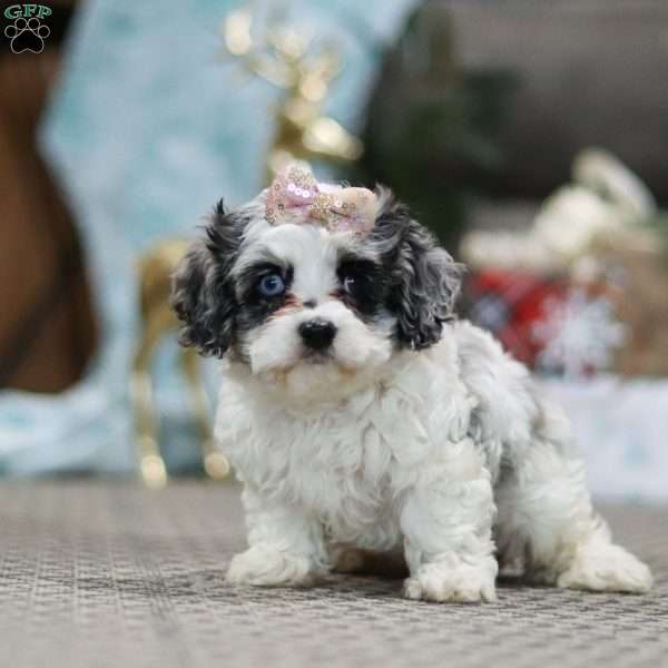 Stella, Cockapoo Puppy