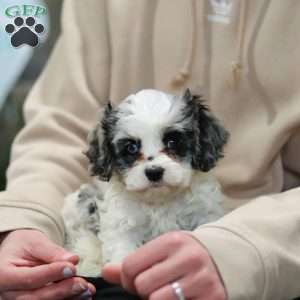 Stella, Cockapoo Puppy