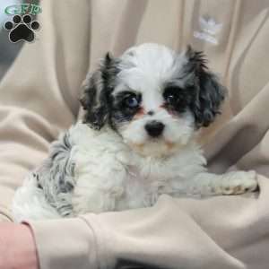 Stella, Cockapoo Puppy