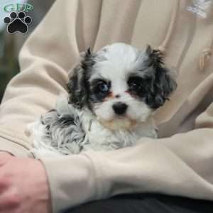 Stella, Cockapoo Puppy