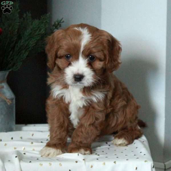 Stella, Cavapoo Puppy