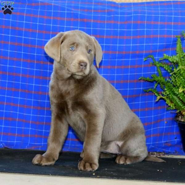 Stella, Labrador Mix Puppy