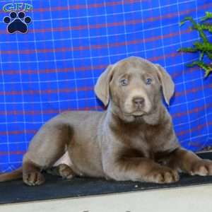 Stella, Labrador Mix Puppy